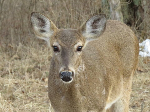 whitetail deer