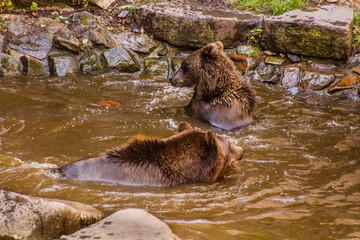 Bears in the moat of Cesky Krumlov castle, Czech Republic