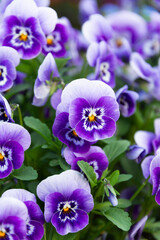 庭のたくさんの紫色のビオラ