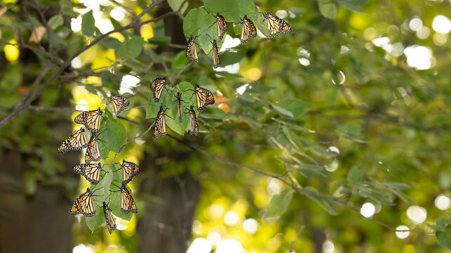 Graceful Monarchs on Seasonal Migration: Exquisite Butterfly Stock Photo.  Photography. 