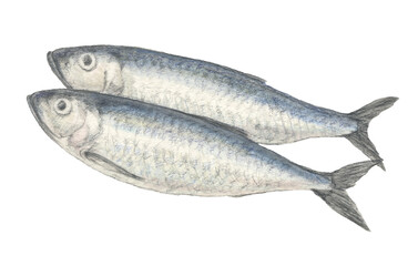 ニシン　水彩色鉛筆魚イラスト