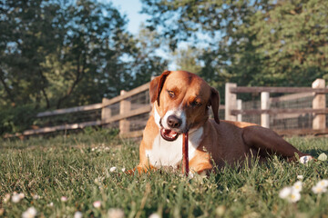 Happy dog with chew stick lying in grass outside. Front view of puppy dog chewing on a beef bully stick enjoying a summer day. Dental health. 1 year old female Harrier mix dog. Selective focus.