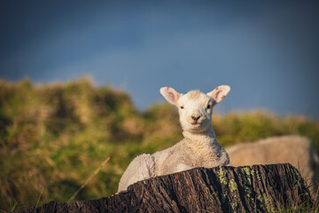 lamb resting in the sun on a stump 