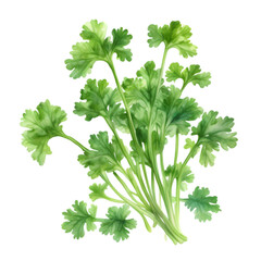 watercolor Coriander with a white background. AI-Generated.