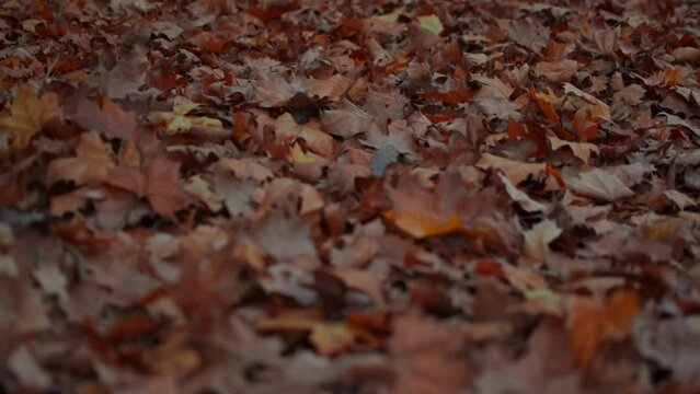 Hojas en oto&ntilde;o