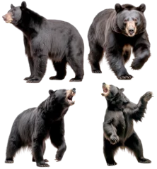 Schilderijen op glas Black Bear (Standing, Walking, Roaring, Roaring standing in two legs) © ZipArt