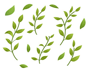 Green leaf elements set 
