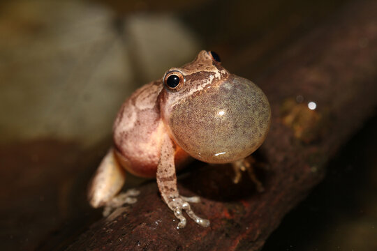 Singing male spring peeper (Pseudacris crucifer) with vocal sac inflated. 