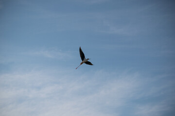 Cielo con zanco común volando