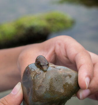 Pez chafarrocas sobre piedra con mano 