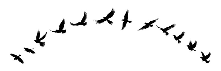 Fototapeta premium Bird silhouettes, bird flying and standing silhouettes detailed