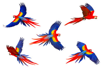 Fototapeta premium Set of Scarlet macaw parrot flying isolated on transparent background png file