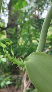 flower buds of vanilla orchid flowering plant in the garden, aka flat leaved vanilla, plant from which vanilla bean spice is obtained or derived, close-up side view in vertical orientation