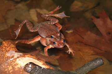 A pair of wood frogs in amplexus (mating) as they float in a vernal pool. 
