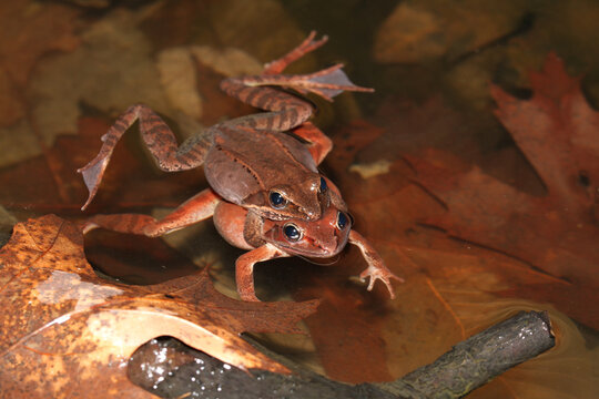 A pair of wood frogs in amplexus (mating) as they float in a vernal pool. 