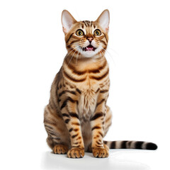 saksorn99_Cute_bengal_cat_smiling_whole_body_high_resolution_no_