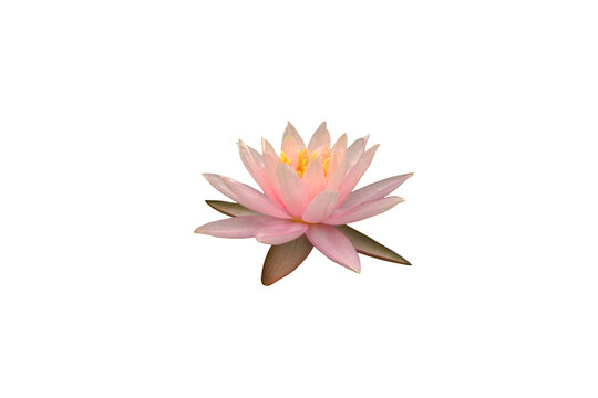 Isolated image of pink lotus flower on transparent background png file.