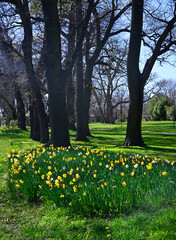 Springtime in Christchurch, New Zealand - Daffodils.