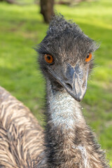 emu close up flightless bird Australia