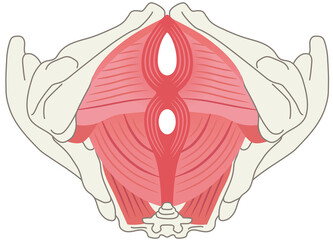 骨盤底筋群　骨盤の筋肉の仕組み