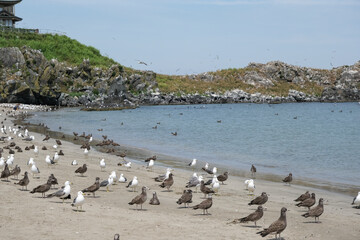 Fototapeta premium 繁殖期を迎えた蕪島のウミネコの群れ