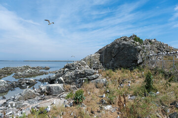繁殖期を迎えた蕪島のウミネコの群れ