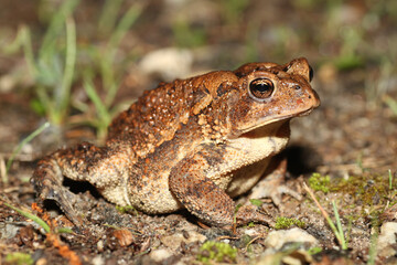 Profile view of a plain brown American Toad (Anaxyrus americanus) from eastern North America. 