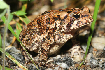 Close-up of an American Toad (Anaxyrus americanus) from Swain County, North Carolina with distinctive black markings on its body. 