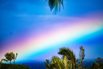 beach with palm trees and rainbows
