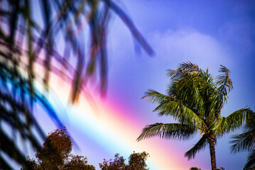 Rainbow palm trees