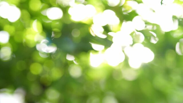 Nature green bokeh sunshine abstract blurred background