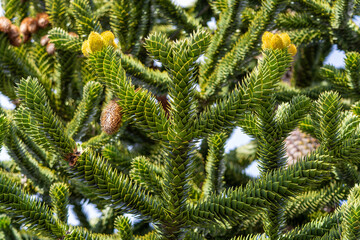 Araucaria araucana (Pehuén)