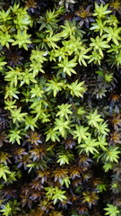 Polytrichum piliferum bristly haircap Commonly called as karvakarhunsammal, Glashaar Frauenhaarmoos