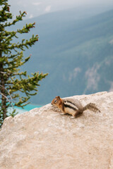 chipmunk in the forest