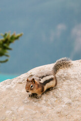 chipmunk on a rock