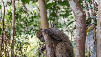 A cute little bamboo lemur peeks out from behind a tree, holding onto the trunk with its paws. Shiny eyes are visible, fluffy brown fur. Soft background- green foliage. Madagascar. Vakona Forest
