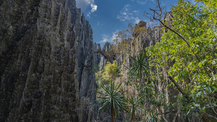 Sheer grey limestone cliffs of Tsingy De Bemaraha. Sharp peaks against the blue sky. Green tropical...
