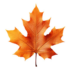 Obraz premium Maple, transparent background, isolated image, generative AI 