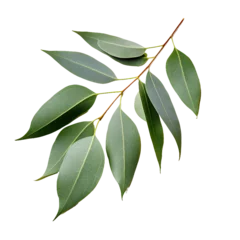 Zelfklevend Fotobehang Eucalyptus, transparent background, isolated image, generative AI  © heriyusuf