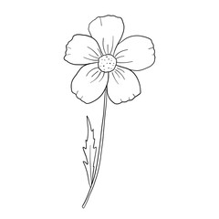 Hand drawn flower daisy. Vector outline sketch. Line art doodle isolated on white background for coloring book