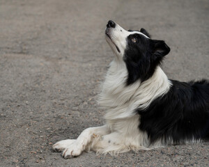 Black and white border collie lying on the pavement with crossed paws. 