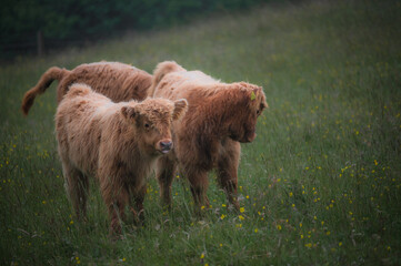 Scotland ginger highland cow calf babies portrait