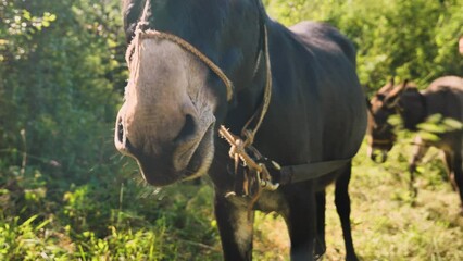 Close up of the white and black snout of a donkey eating grass. Nice highlights and rays of the morning sun. Slow motion. A donkey climbs into the camera with its nose. Wide angle
