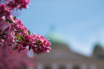 pink cherry blossom in spring