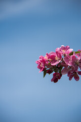 pink cherry blossom in spring
