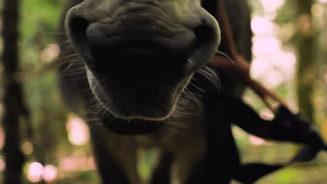 Close-up of a donkey muzzle chewing food. Nostrils, hair and mouth of a donkey. The animal is standing in the forest. Selective focus. Concept of livestock and animal husbandry