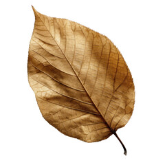 dry leaf isolated on a transparent background