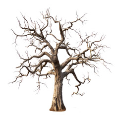 Fototapeta premium dried tree isolated on a transparent background