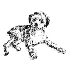 Drawing of Relaxed puppy dog laying