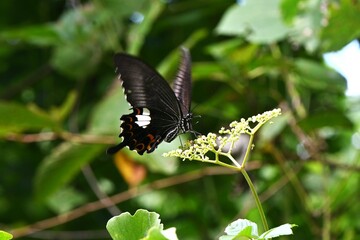 Papilio helenus ( The red helen ). Lepidoptera Papilionidae Butterfly. There is a yellowish-white mark on the hind wings, surrounded by small red spots.